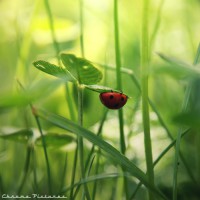 /album/i-dont-now/coccinelle-jpg/