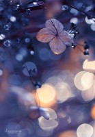 /album/i-dont-now/bokeh-by-lieveheersbeestje-d5gqrgy-jpg/