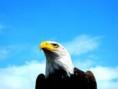 /album/galerie-photos/aigle-jpg/