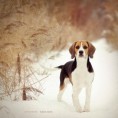 /album/galerie-photos/beagle-jpg/