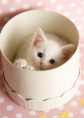 /album/galerie-photos/chaton-jpg/