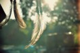 /album/galerie-photos/plumes-jpg/