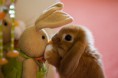 /album/galerie-photos/lapino-jpg/