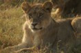/album/galerie-photos/lionne-jpg/