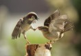 /album/galerie-photos/oiseaux-jpg/