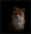 /album/galerie-photos/renard-jpg/