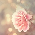 /album/galerie-photos/rose-jpg/