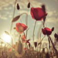 /album/galerie-photos/tulipes-jpg/